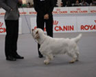 CACIB Montichiari 2012